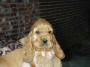 COCKER CHIOT GOLDEN.jpg